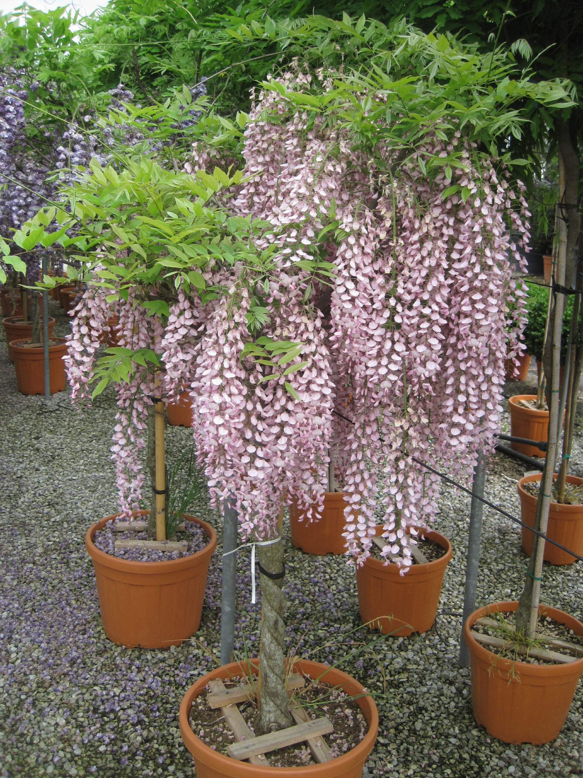 WISTERIA floribunda 'Rosea'