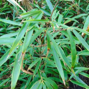 BAMBUSA fargesia robusta 'Wenchuan'