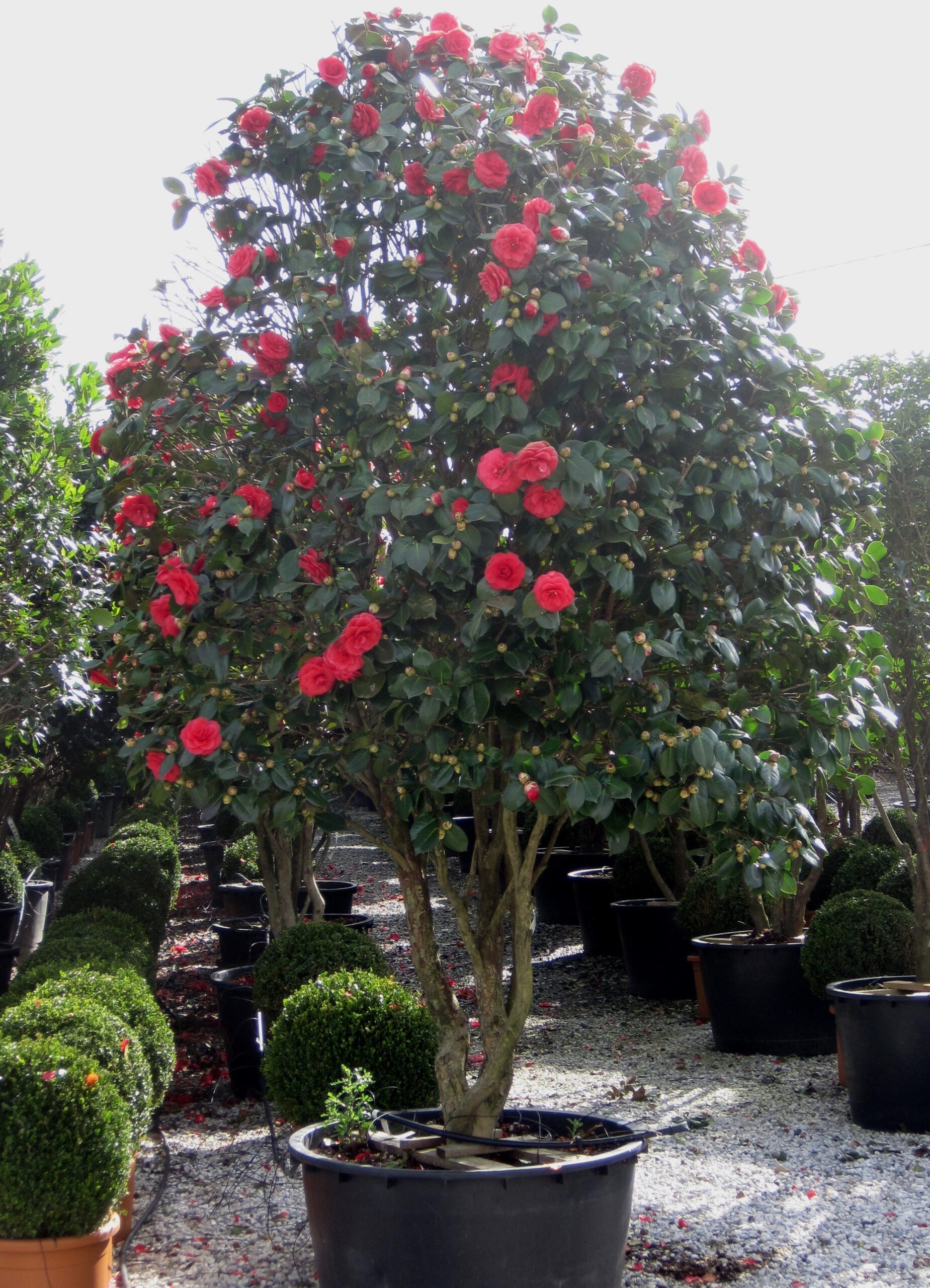 CAMELLIA japonica in variet