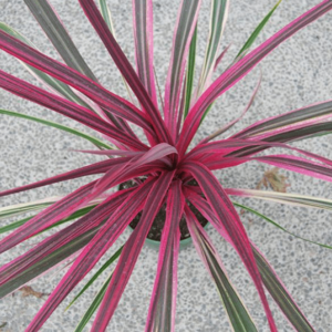 CORDYLINE australis 'Can Can' ®