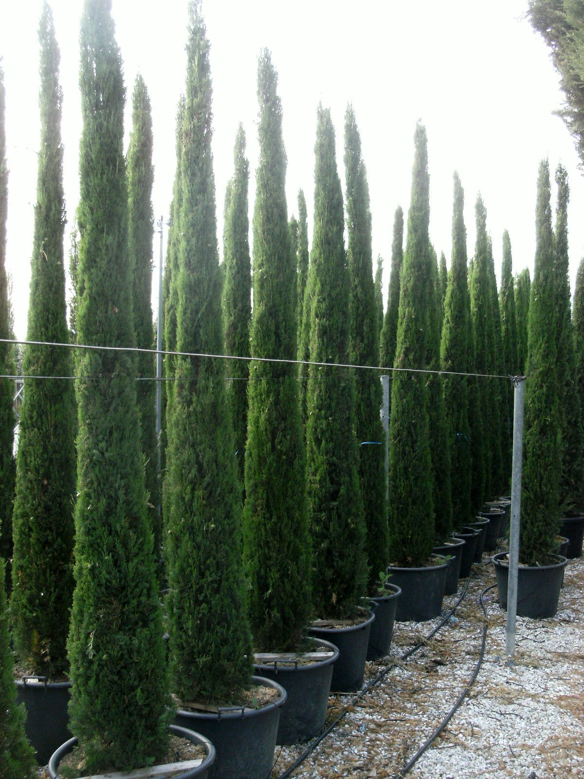 CUPRESSUS sempervirens 'Obelisk'