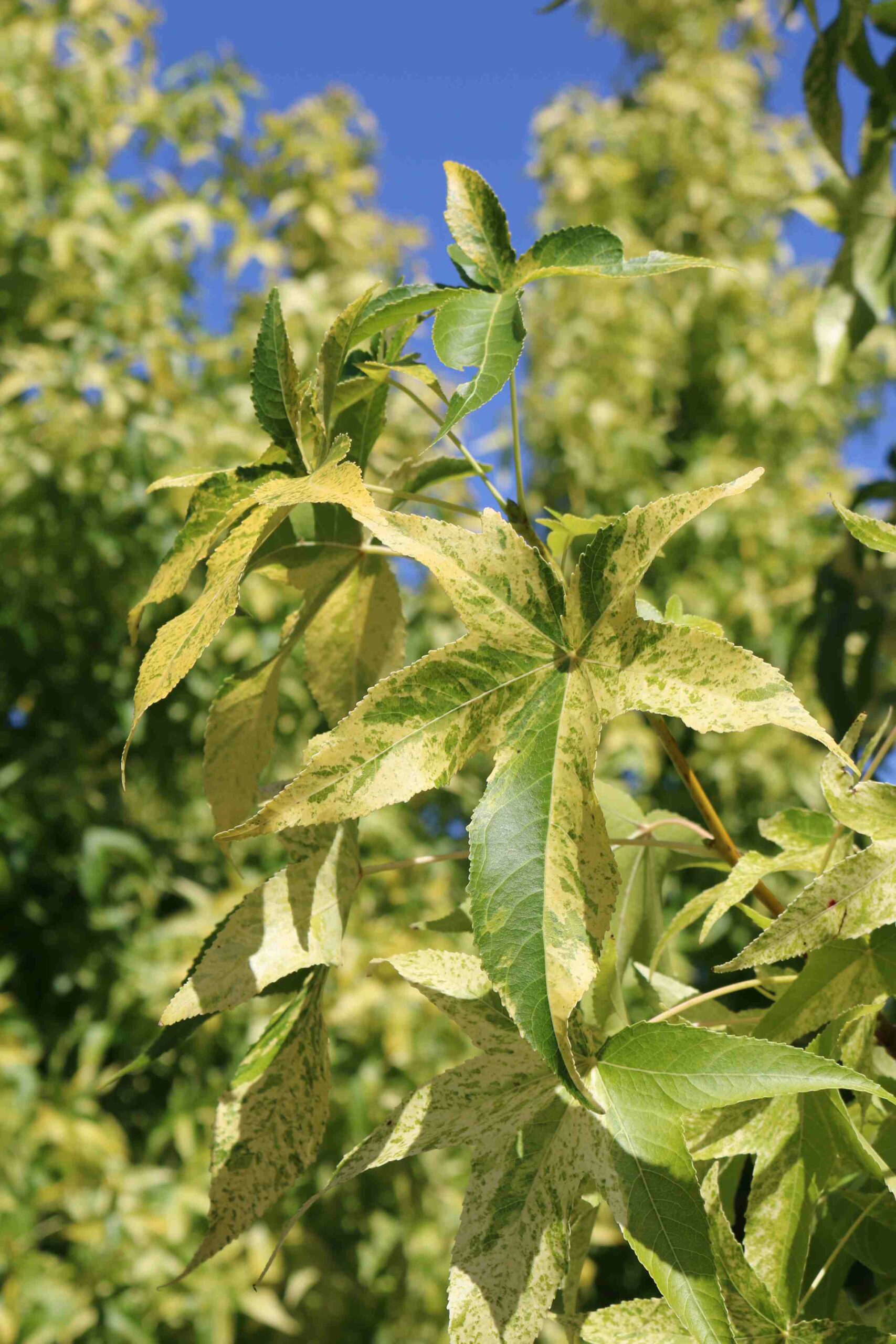 LIQUIDAMBAR styraciflua 'Aurea'