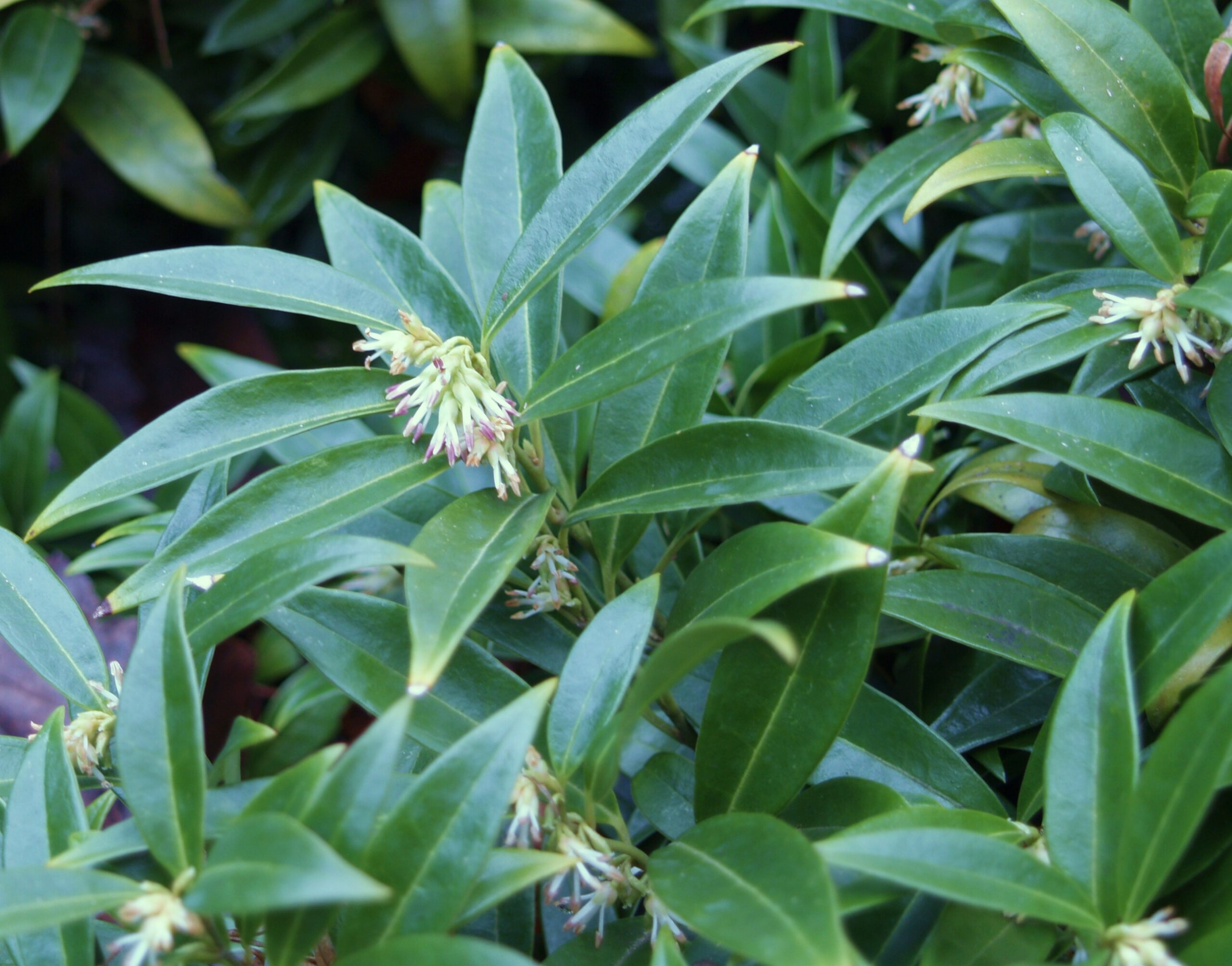 Sarcococca humilis discount