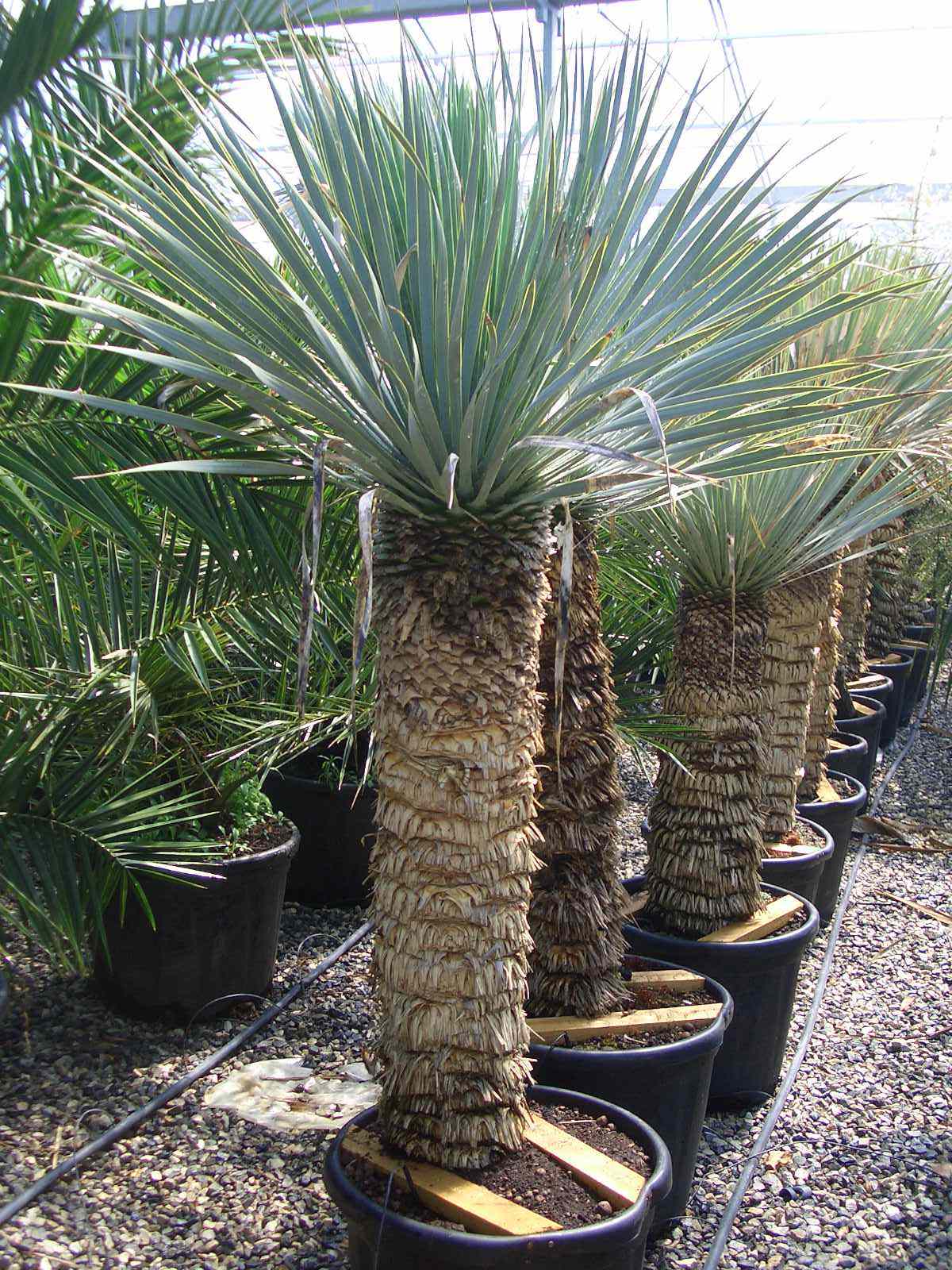 YUCCA rostrata