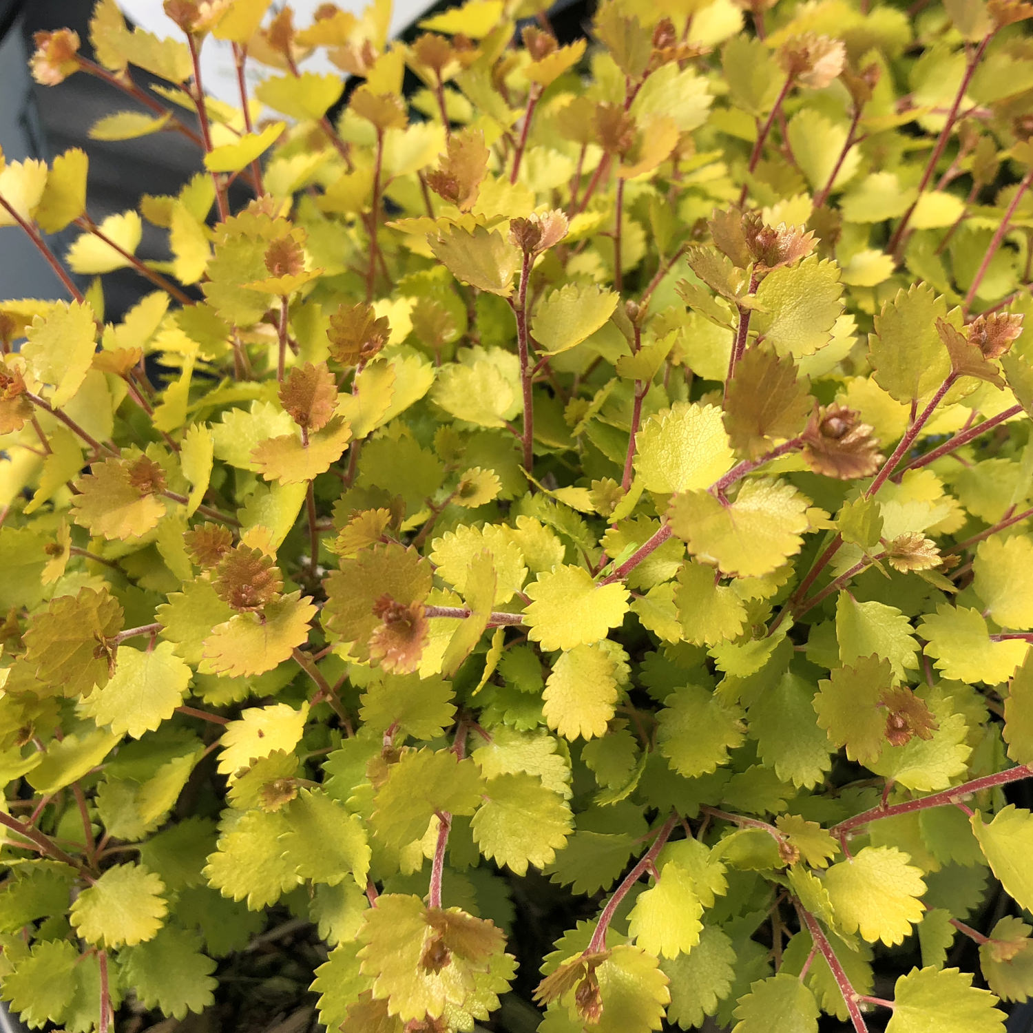 BETULA nana 'Golden Treasure' ®