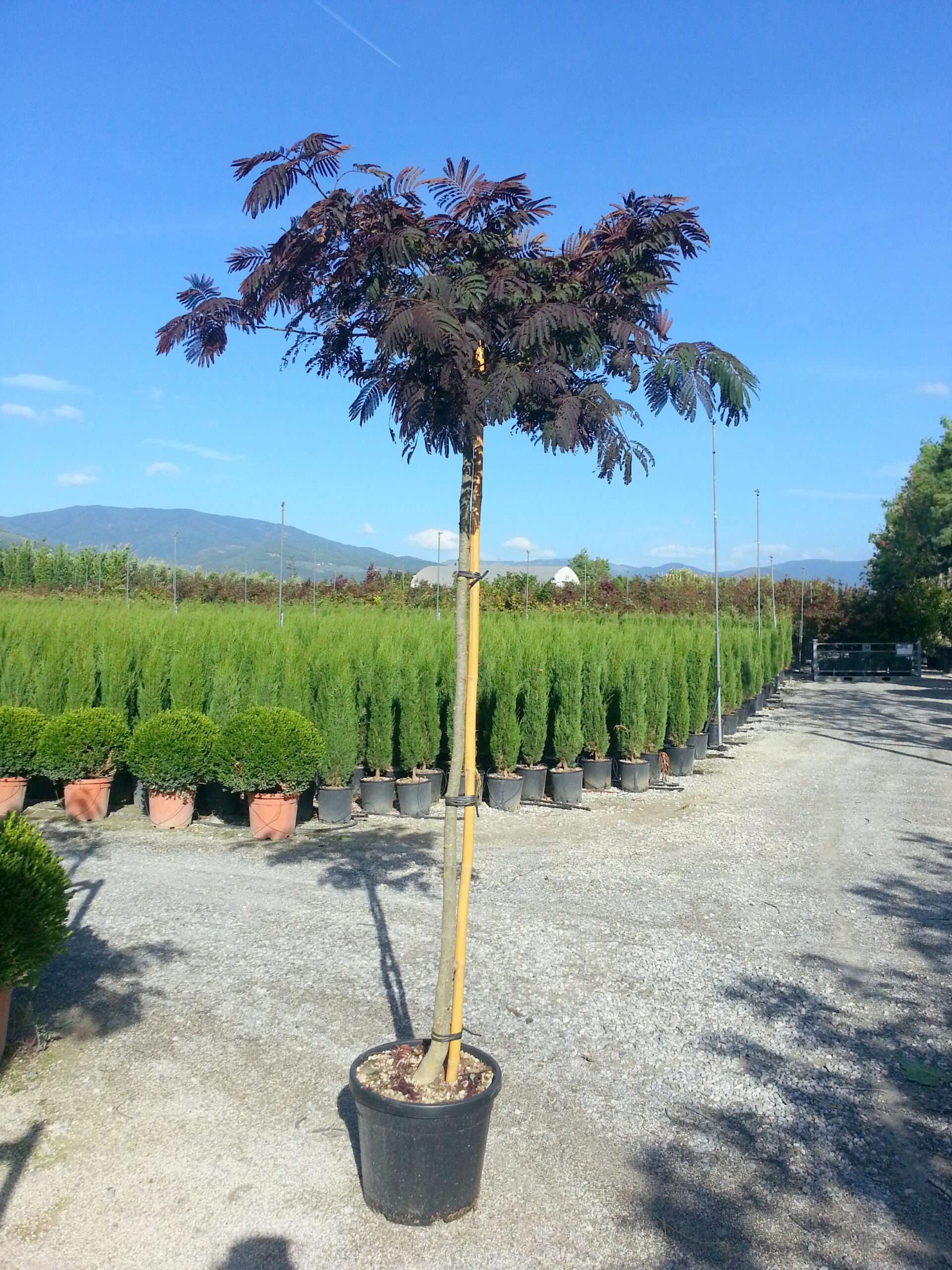 ALBIZIA julibrissin Summer Chocolate