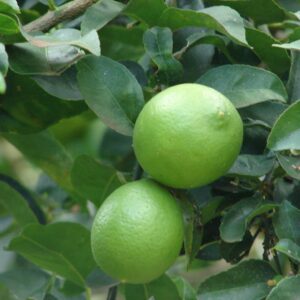 CITRUS lime