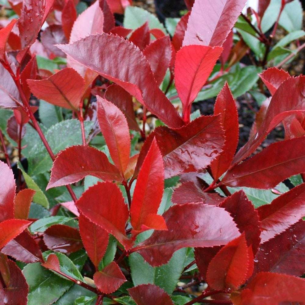 PHOTINIA x fraseri 'Red Light'