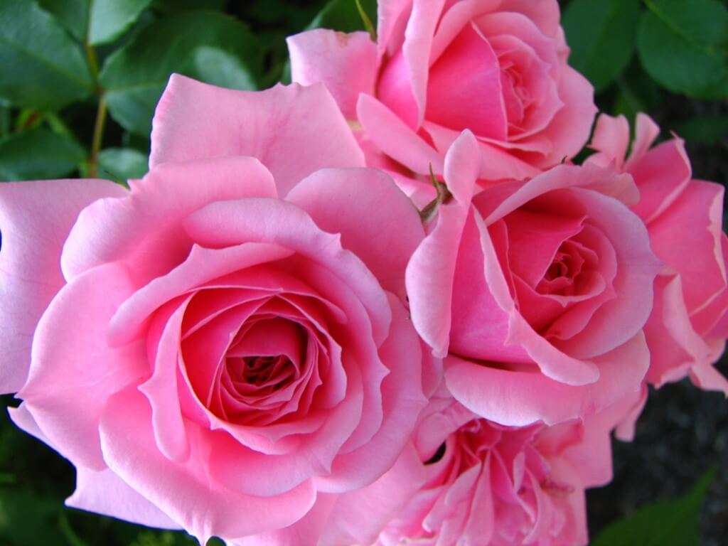 Roar Rosa ROSA rosa