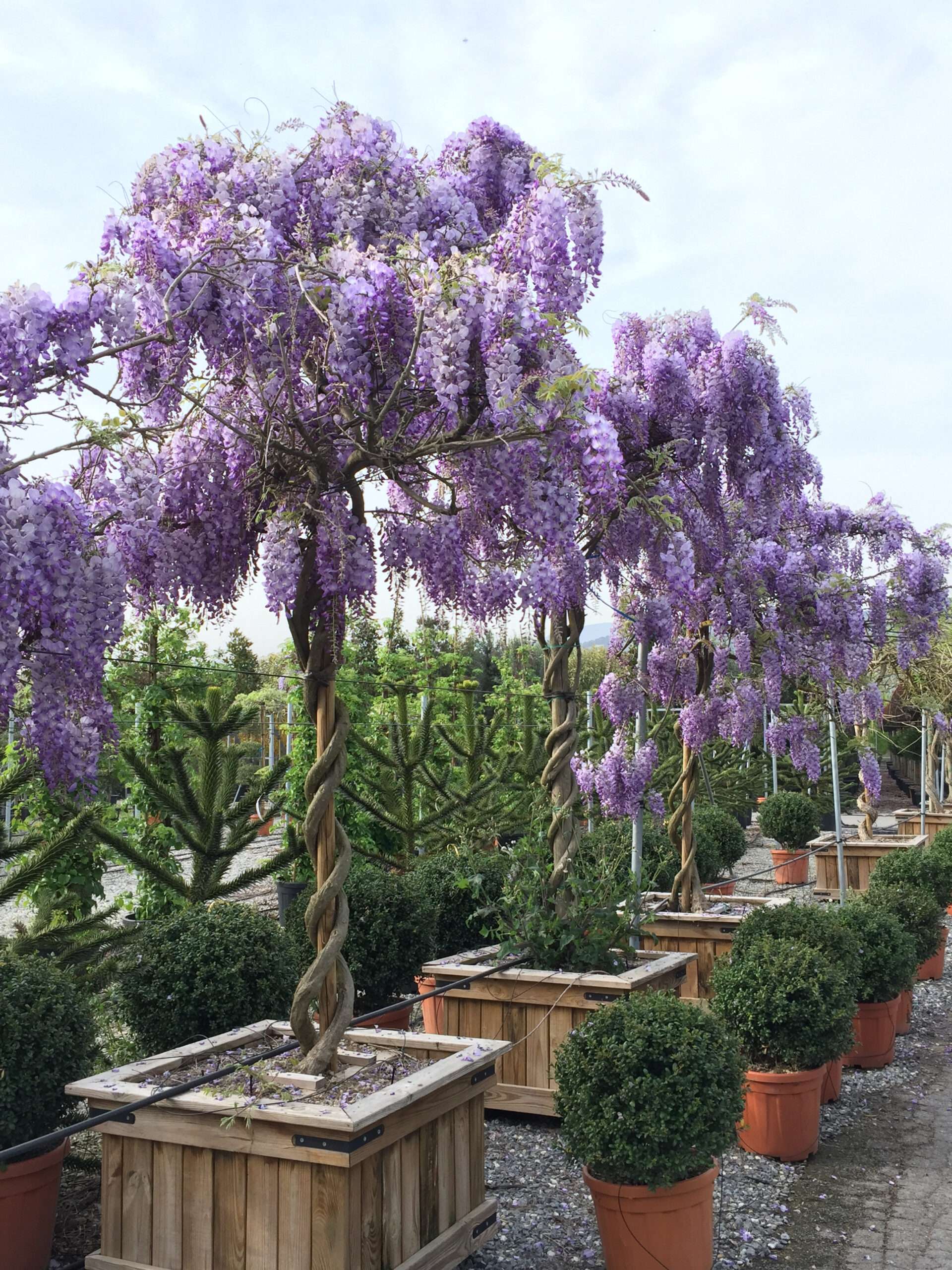 WISTERIA sinensis