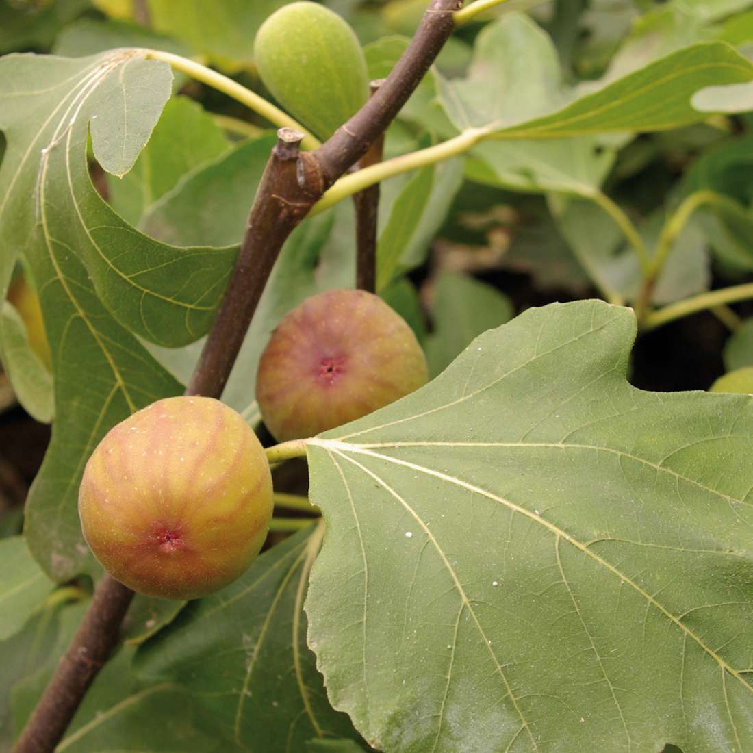 ficus-carica-goutte-d-or