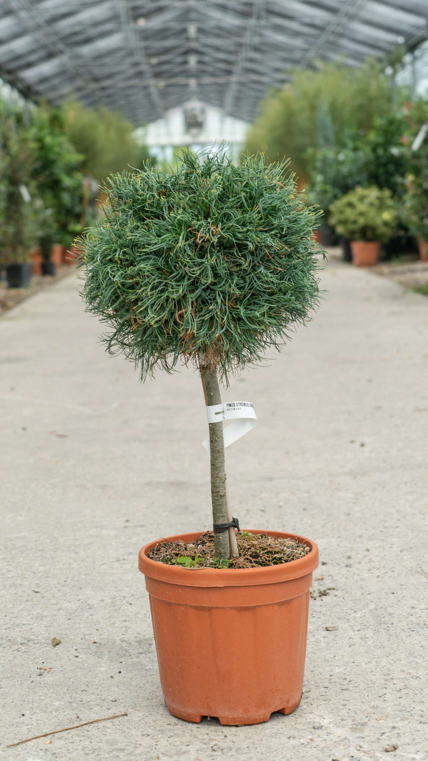 PINUS strobus 'Green Twist'