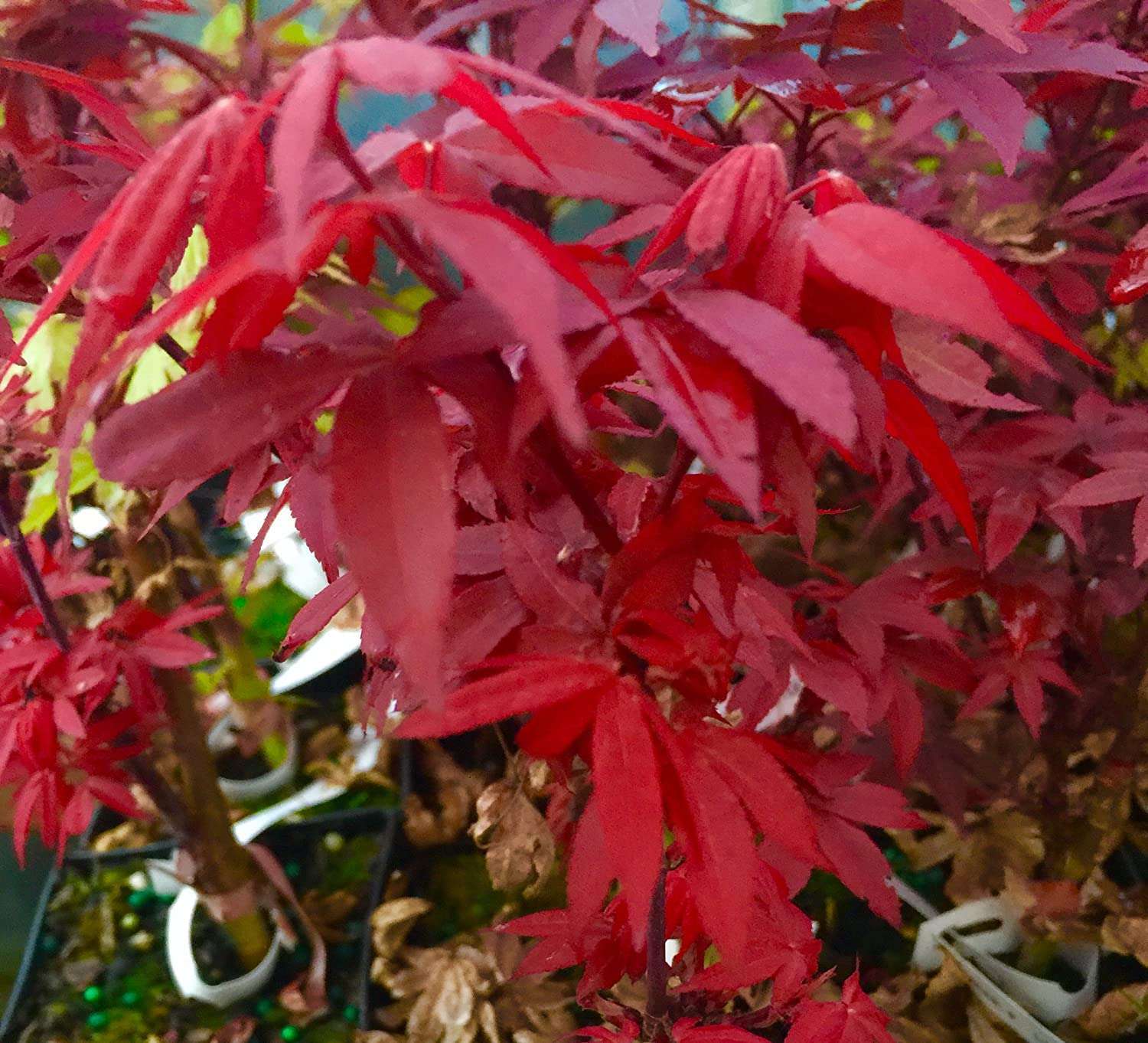 acer-palmatum-little-red