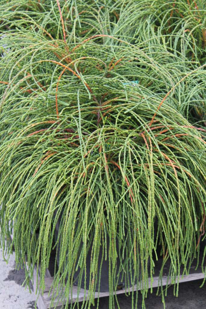 THUJA plicata 'Whipcord'
