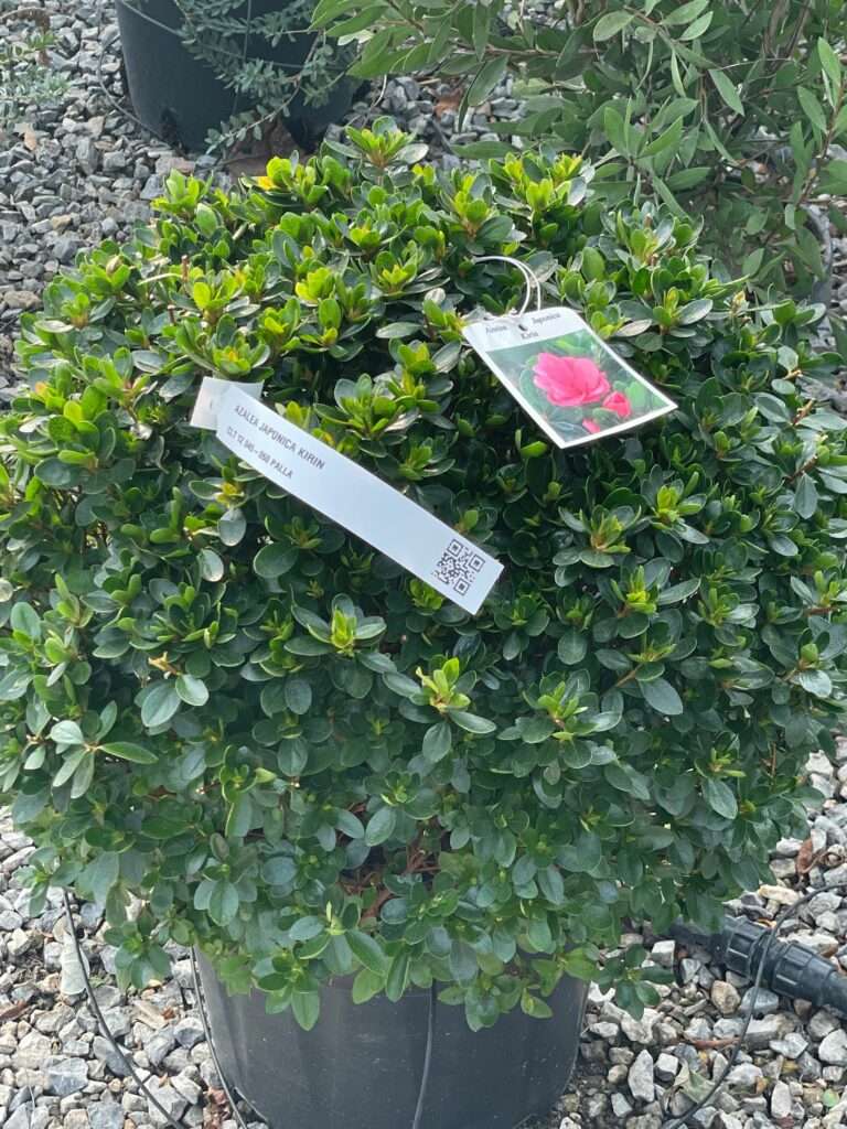 AZALEA japonica 'Mistral'