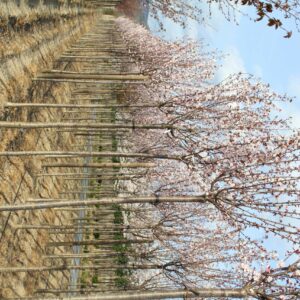 PRUNUS x hillieri 'Spire'