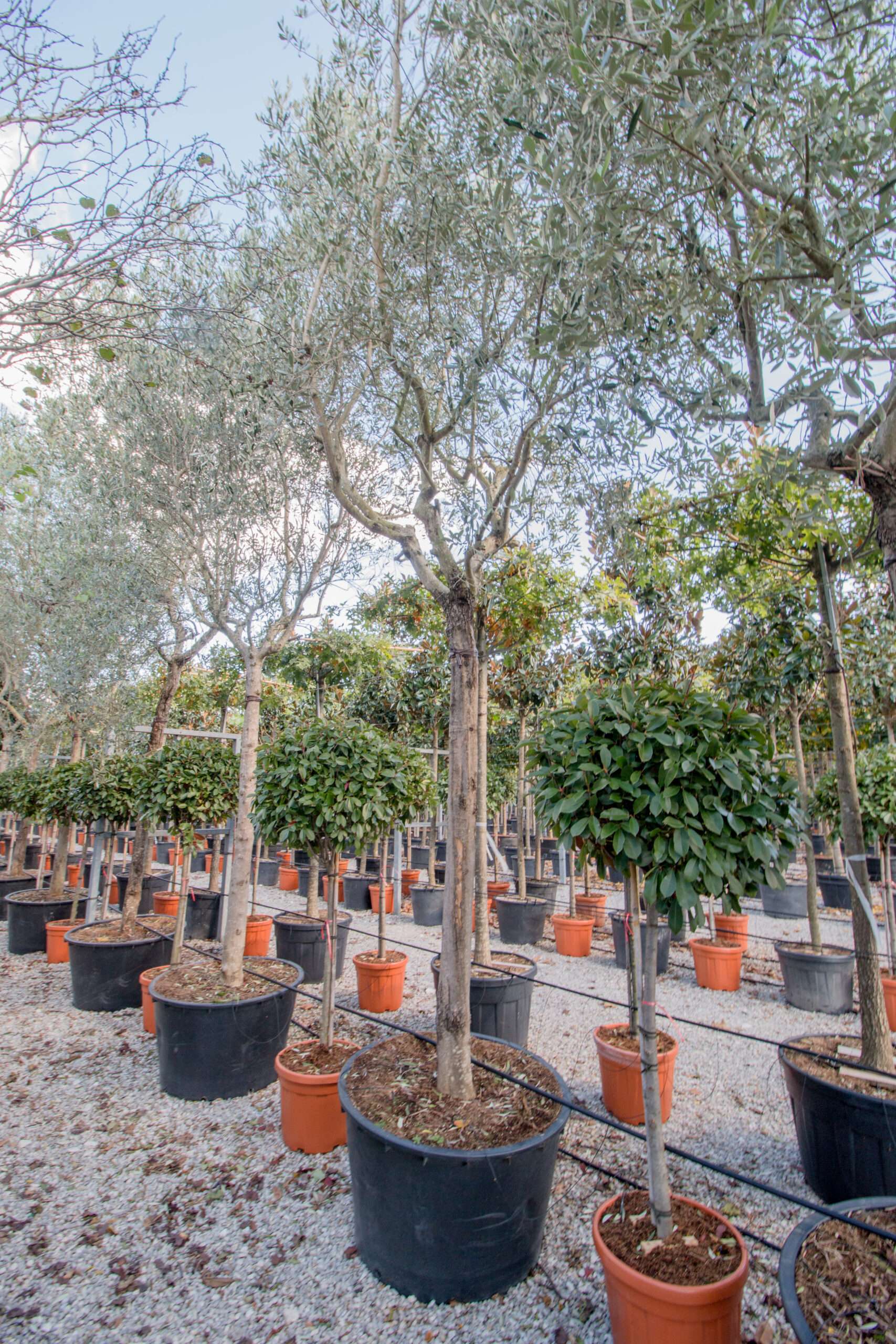 zimmer olivenbaum pflege Olivenbaum - Olea Europaea - Stamm-Pflanze - Terrassenpflanze