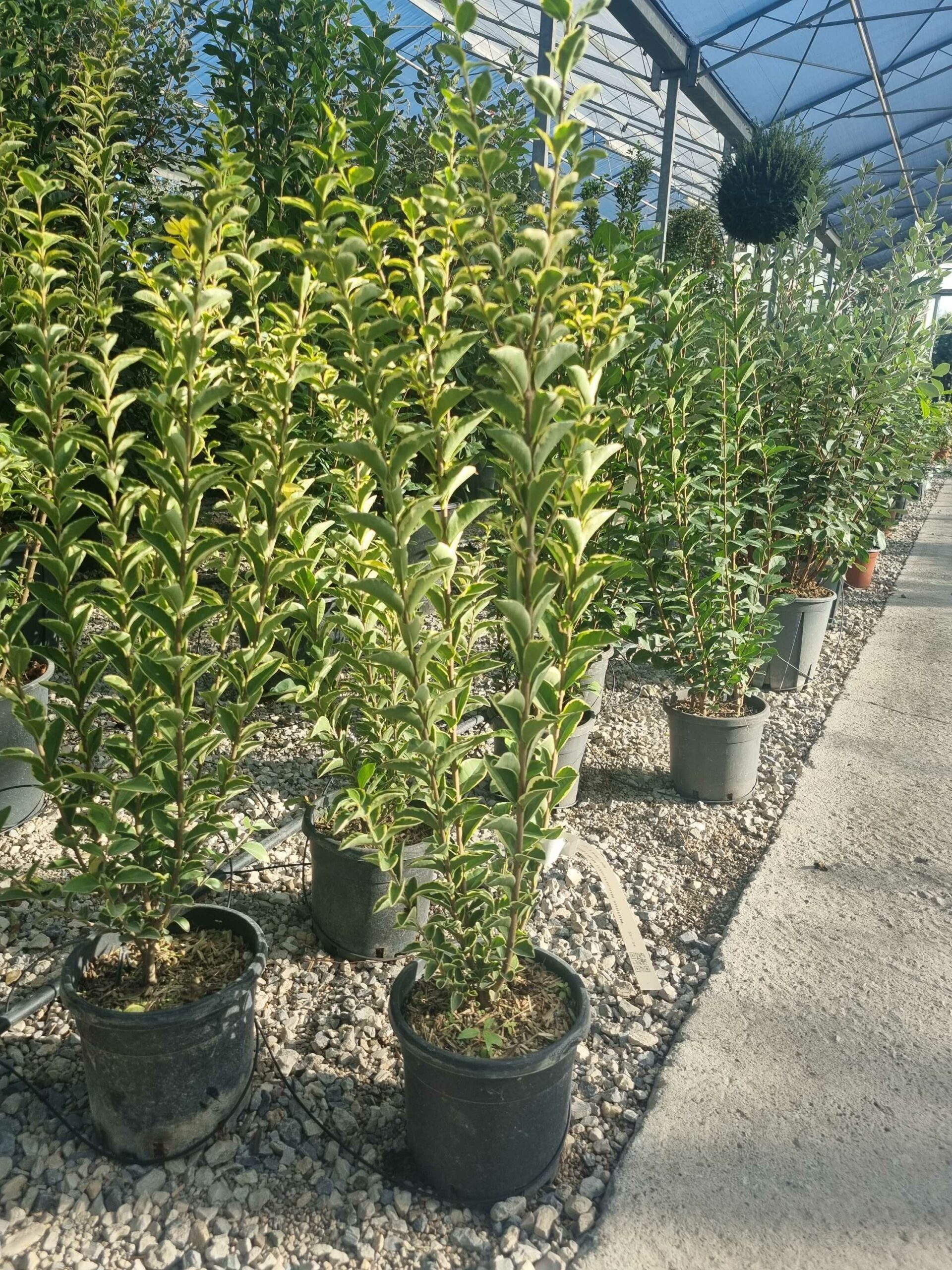 LIGUSTRUM ovalifolium 'Green Diamond'