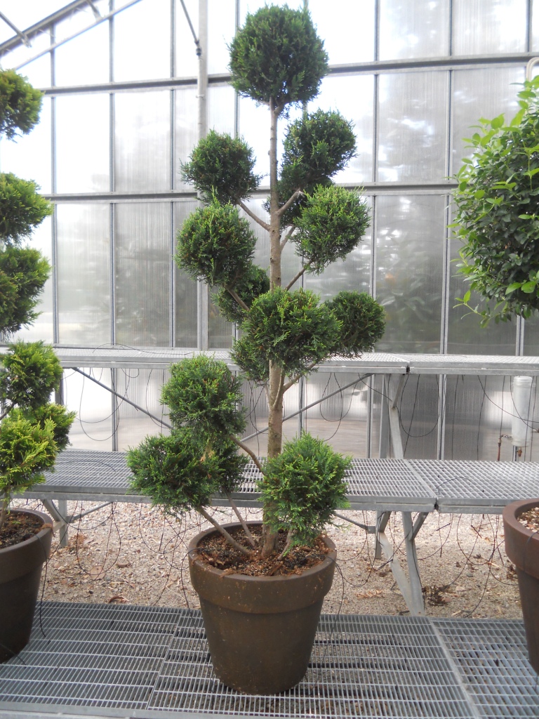 Cuando Plantar Cipres Leylandi Bonsaï De Jardin - CUPRESSOCYPARIS Leylandii  CASTLEWELLAN GOLD (Cyprès De Leyland Doré Cuprocyparis Leylandii Golden  Yellow, image size:768x1024