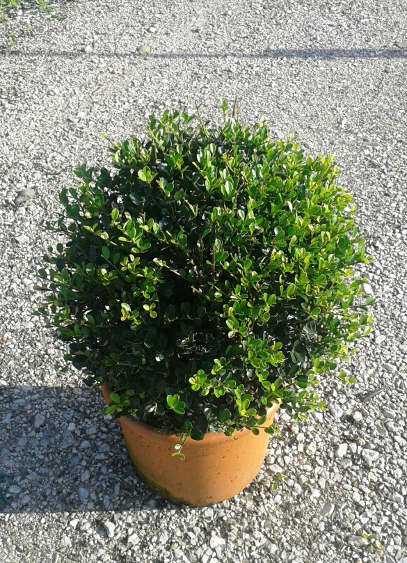 ILEX crenata Green Hedge