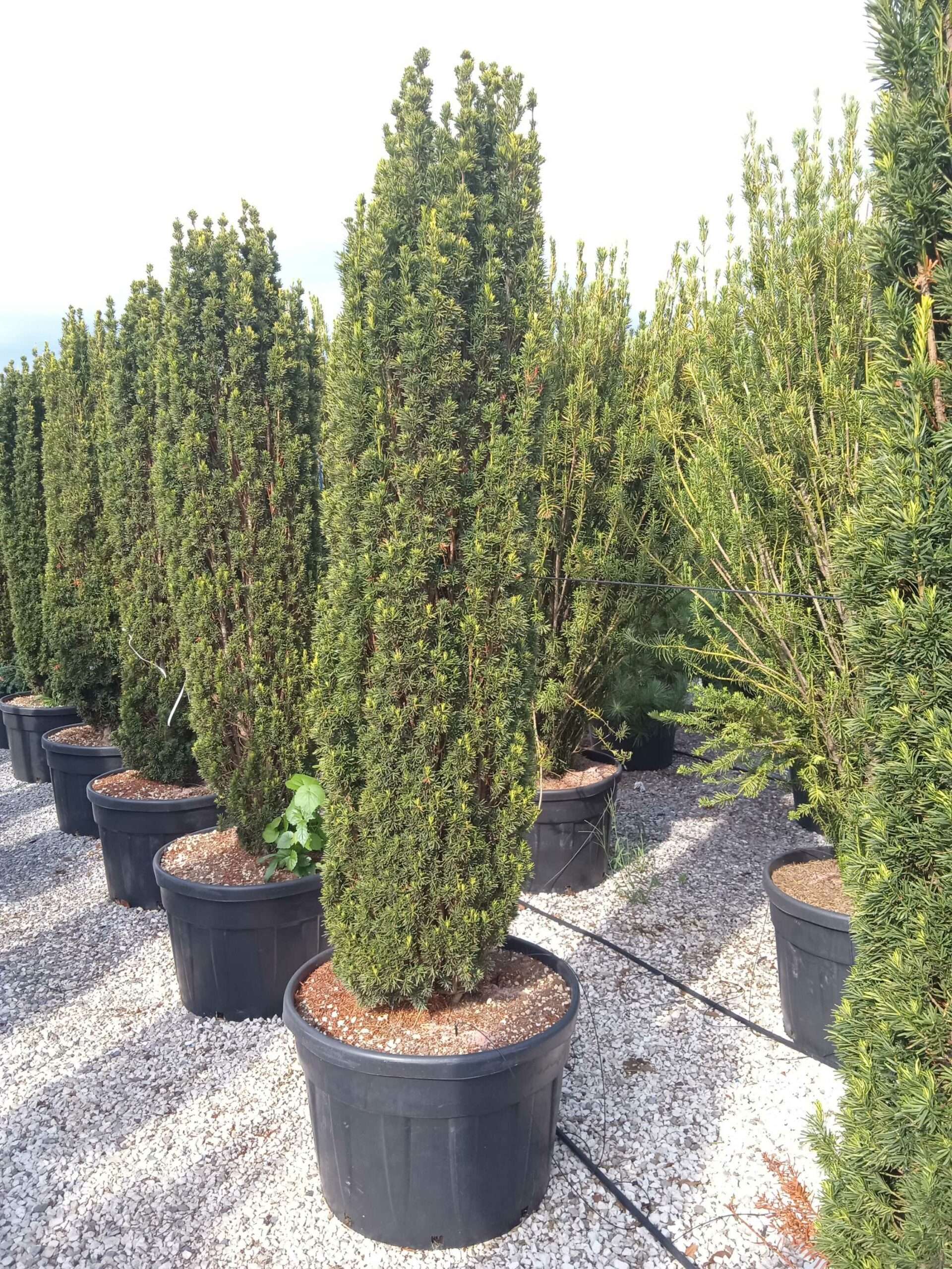 thuja amber glow Amber Gold Arborvitae