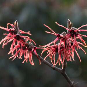 HAMAMELIS x intermedia 'Ruby Glow'