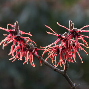 HAMAMELIS x intermedia 'Ruby Glow'