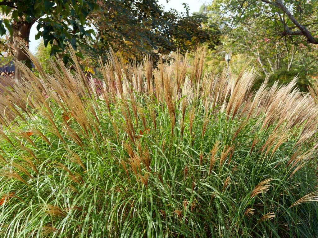 CALAMAGROSTIS x acutiflora 'Karl Foerster'