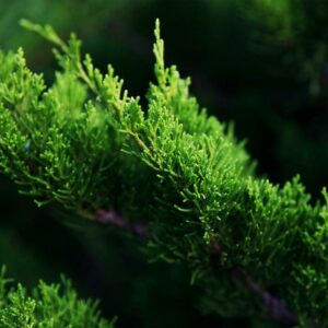 juniperus mint julep