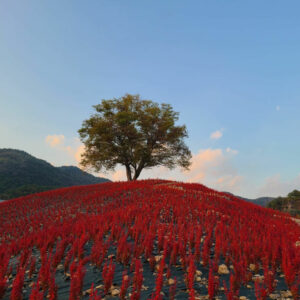 BERBERIS thunbergii 'Orange Ice' ®