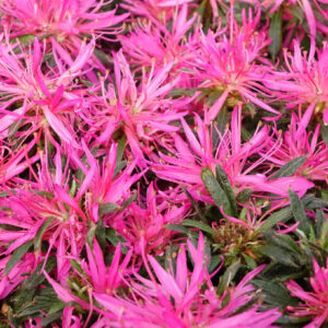 AZALEA 'Star Style Pink' ®
