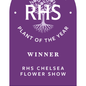 PHILADELPHUS 'Petite Perfume Pink' ®