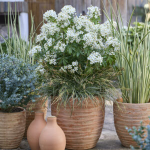 CHOISYA ternata 'Greenfingers' ®