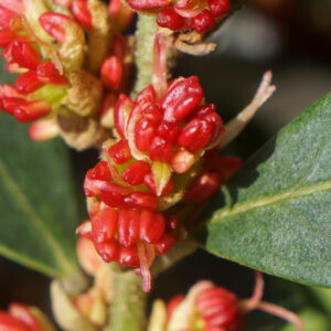 DISTYLIUM 'Blu cascade'