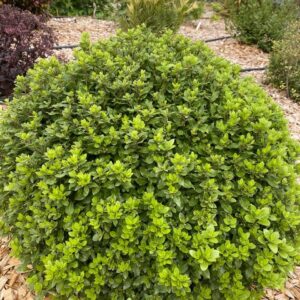 PITTOSPORUM tenuifolium 'Beach Ball' ®