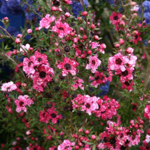 LEPTOSPERMUM 'Coral Candy'