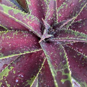 MANGAVE 'Blazing Saddles' ®