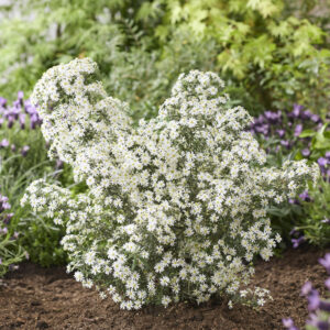 OLEARIA 'Spring Bling' ®