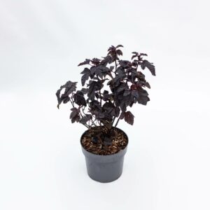 PHYSOCARPUS opulifolios 'Rubella' ®