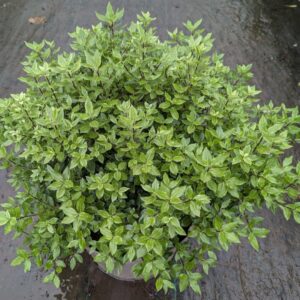 PITTOSPORUM tenuifolium 'Midget'