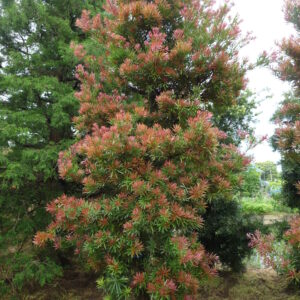 PODOCARPUS macrophyllus 'Mood Ring'