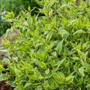 ABELIA grandiflora 'Jelly Beans' ®