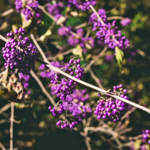 CALLICARPA bodinieri 'Profusion'