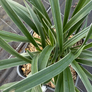 DIANELLA 'Silver Fox' ®