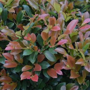 DISTYLIUM 'Linebaker' FE ®