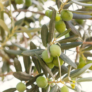 OLEA europaea 'Favolosa'