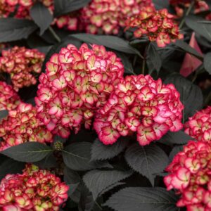 HYDRANGEA macrophylla 'Eclipse' FE ®