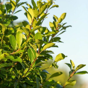 ILEX paraguariensis 'Garden 2 Cup' ®