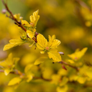 PHYSOCARPUS opulifolius 'Lucky Devil' FE ®