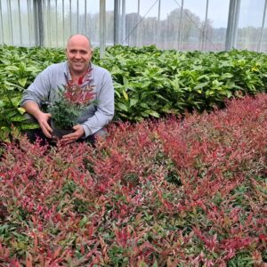 NANDINA domestica 'Red Light' ®